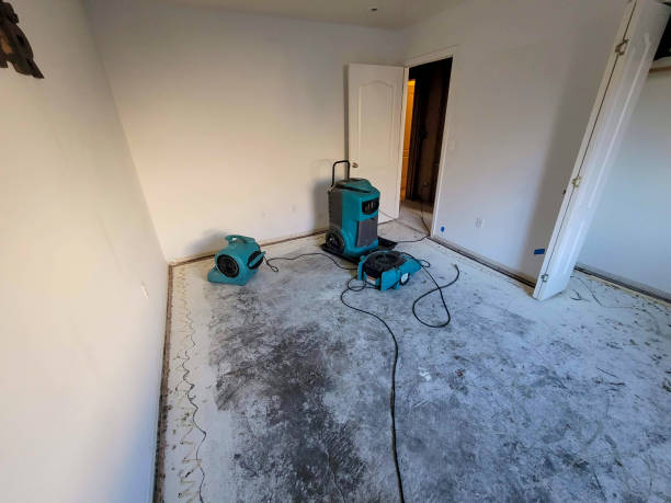 Best Professional water damage repair  in Springville, AL